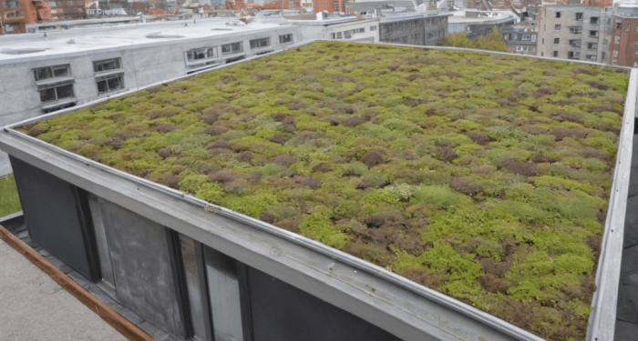 A Closer Look at Sustainable Roofing Practices - Roof Doctors